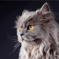 猫の遺伝病『多発性嚢胞腎』とは？症状やよく見られる猫種、治療法などを解説