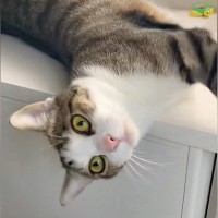 『いってきます』と仕事に行くことを伝えたら、ネコが…気を引くために見せた『あざとすぎる行動』が64万再生「犬系彼女」「ゴロゴロすごい」