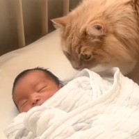 そっと赤ちゃんの匂いを嗅ぎにきた猫→離れたかと思ったら…思わず感動の尊すぎる光景が75万再生「何回振り返るのｗ」「想像よりゆっくりｗ」