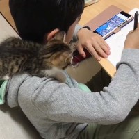 『息子のことが大好きな子猫たち』の行動を見ると…微笑まずにはいられない光景が308万再生「ダブルで可愛いの最高」「信頼されている証拠」