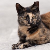 オス猫・メス猫別『レア毛色』3選　どうしてあまり見られないのか、その理由もご紹介