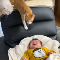爆泣きしている赤ちゃんの周りに『続々と猫が集まってきた』結果…とんでもなく可愛い光景が276万再生「想像の3倍出てきて笑った」「大集合ｗ」