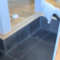 帰宅したら、玄関で猫が……あまりにもおっさんすぎる格好で『くつろいでいる光景』に爆笑の声「酔っ払いやんｗ」「一瞬で疲れ吹っ飛ぶ」