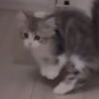 突然の音に『驚いた子猫』が、次の瞬間……うさぎみたいになった『まさかの光景』が28万再生「可愛すぎるｗｗ」「癒されたｗｗ」と話題