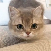 猫の前でおもちゃを素早く左右に振ると…可愛すぎてたまらない『あたまの動き』に２万いいねの反響「癒されるぅ」「想像以上にフリフリｗ」