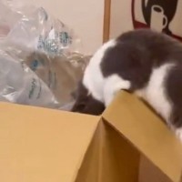 箱に入ろうとする猫を見ていたら…まさかの『どんくさすぎる光景』に「めっちゃ声出たｗ」「ジタバタが可愛すぎるｗ」と５万いいねの大反響