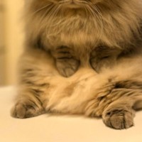 夕ご飯の支度中、そばにいた『愛猫の顔』を見たら……なんとも言えない『表情』が可愛いと1万6000いいね「悩んでるなあ」「虚無を見てる」