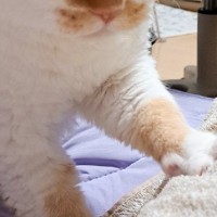 お布団をふみふみする猫の『表情』を見てみると……まさかの『職人のような光景』に４万いいね「さすがプロ、面構えが違う」「職人の眼差し」