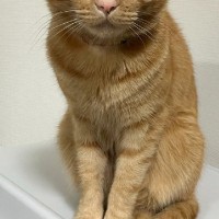 賃貸契約のときに必要だった『ペットの様子』→飼い主さんが選んだ『愛猫のワンシーン』に18万いいね「やらかしそうで草」「めっちゃ笑った」