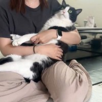 ママに抱っこされる猫→まるで『赤ちゃんのよう』で…幸せいっぱいな可愛すぎる光景に２万いいね「なんて愛おしい」「人間に見えてきたｗ」