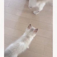 『ピャー』と鳴きながらうろうろする子猫に……お姉さん猫が見せた『心温まる対応』に癒される人が続出「優しいお姉さん」「仲良しだね」