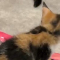 『使い方は間違ってないのだが…』完全に想定外な場所でトイレし始めた子猫に「IQ120はありそうｗ」「可愛くて笑うしかない」と１万いいね