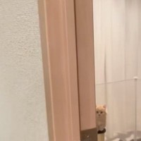 『静かになった子猫』が心配になり様子を見に行った結果…まさかの光景が103万再生「たしゅけてって感じｗ」「可愛くてたまらんｗ」