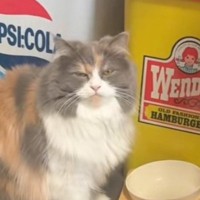 動物病院で肥満だと言われて…猫のごはんを減らした結果→予想外の行動に笑っちゃう人が続出「訴えてらっしゃるｗ」「ひっくり返してもないよｗ」