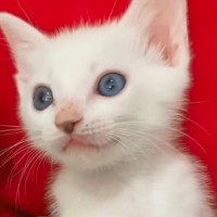 『こんなに小さかった子猫が…』成長した結果→想像を超えてくるビフォーアフターに「本当に大っきくなったｗ」「大事に育てられた証」と反響