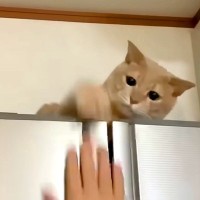 冷蔵庫の上にいるネコに手を伸ばして遊ぶ男の子→６年後、同じ場所でジャンプしてみせたら…『想像以上のリアクション』が話題「大きくなったね」