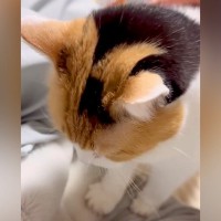 寝ようとしたら、ネコが体に登ってきて…とんでもなく尊い『まさかのアピール』が25万再生「無言でいられるのがすごい」「天性の人たらし」