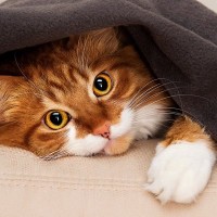 猫に多い『秋から冬にかけて起こる健康トラブル』5選　これからの季節は要注意！
