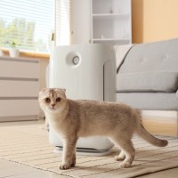 猫がいる部屋に『空気清浄機』を設置するときの注意点3選　選び方は？安全に使うには？