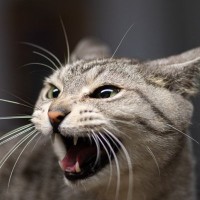 猫が『嫌いな人』にしかしない鳴き方3選　この鳴き声を聞いたら、どう対処すれば？