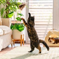 猫のテンションが爆上がりする『上級遊ばせテクニック』3選　緩急ある動きやチラ見せ…猫が喜ぶ遊びとは？
