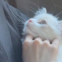 子猫が1週間ぶりに飼い主と再会した結果…思わず涙が出るほど『愛おしすぎる瞬間』が31万再生「大好きなのが伝わってくる」「反則でしょｗ」