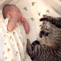 ママがベビーベッドを見に行くと、ネコが丸まっていて…赤ちゃんと距離を縮めたくて見せた『素敵な光景』が10万再生「シンクロポーズは神回」