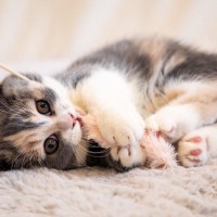 猫が『欲求不満』に陥っているサイン5選　猫に不満を溜めさせないための予防策も