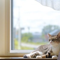 猫は『お留守番が得意』って本当？安全に過ごしてもらうための注意ポイント5つ