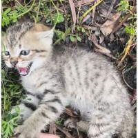 交通量の多い道で『動けなくなっていた子猫』と出会った結果…愛にあふれた記録が153万再生「号泣です…」「涙が止まらない」と感動の声続出