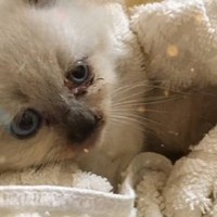 ぱやぱや毛の小さな子猫が保護されて…５年が経った結果→『驚愕のビフォーアフター』が34万再生「すんごい高級感」「衝撃の可愛さだった」