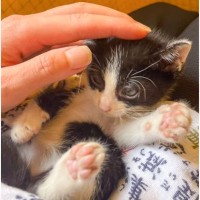 『人間は優しい』と思っている子猫→『洗われた』結果…思わず笑顔になるビフォーアフターに２万いいね「同じ猫とは思えない」「可愛すぎる」