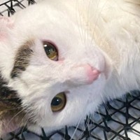 猫が来てほしくないところに突起がたくさんついた『猫避け』を置いたら…まさかの光景に５万いいね「ツボにいいのかな」「血行よくなりそうｗ」
