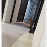 猫と『だるまさんが転んだ』をしてみたら…飼い主さんが思わず叫んでしまった『予想外の展開』に４万いいね「逃げてて笑った」「スタコラサッサ」