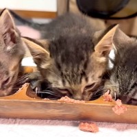低体重の子猫３匹がウェットフードに挑戦→『どうなるかな』と思ったら…『予想外の光景』に「頭からｗ」「ガツガツしてて気持ちがいい」と反響