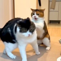 お姉ちゃん猫と仲良くなりたい弟猫が勇気を出して甘えてみたら…キスした瞬間見せた『ガチギレっぷり』に爆笑「距離感大事ｗ」「ドンマイ」
