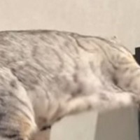 カランカランと音がして…振り向いた結果→猫が『まさかの行動』をしている瞬間が355万再生「思わず叫びたくなる」「何回も見てしまった」