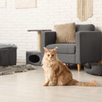 留守中、『猫を預ける』ならどの方法がいい？つの預け方、それぞれのメリット・デメリット