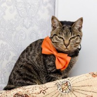 猫が迷惑に感じている『余計なお世話』5つ　その行動、愛猫の負担になっているかも