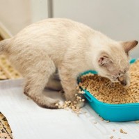 『猫砂の飛び散り』に困ったら試したい3つの対策　そもそも飛び散りの原因は？
