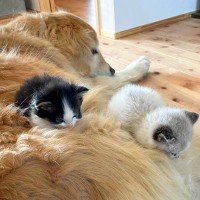 ２匹一緒に保護された赤ちゃんネコ→家には大型犬が住んでいて…あまりにも尊い 『心温まる成長記録』に「涙腺にくる」「全部愛おしい」と反響
