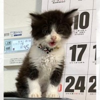 小さかった子猫が成長して…１年後に『同じ場所』で撮影した結果→劇的すぎるビフォーアフターに「２度見してしまったｗ」「別猫みたいｗ」の声