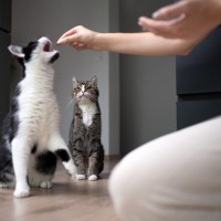 猫の世界でも相手と『譲り合う』ことがある？遊びやごはん…猫たちが一歩引くタイミングやその理由