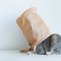 猫初心者が猫との暮らしで『びっくりするであろうこと』6選　猫のイメージが大きく変わるかも？