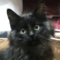 勝手に家の中で寝ていた子猫を保護→黒猫だと思っていたら…まさかの『色の変化』に驚きの声続出「珍しい柄だね」「別の猫かなってくらい違うｗ」