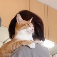 お母さんのことが大好きな猫→料理中に抱っこしてもらうと…あまりにも尊い『幸せあふれる光景』が110万再生「表情がたまらん」「赤ちゃんだ」