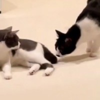 妹に怒られてしまった兄猫→突然のことに驚きすぎて…あまりにも『ビビりすぎな反応』に笑っちゃう人が続出「コントみたいｗ」「可愛すぎｗ」