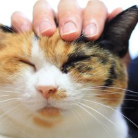 猫の『喜怒哀楽』はこれでわかる！体にあらわれるサインを、4つの感情ごとに解説