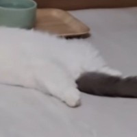 大の字になって倒れている猫を発見→『顔』を見てみると…まるで事件現場のような光景に爆笑の声続出「立派な役者ｗ」「きゃーーーっｗ」