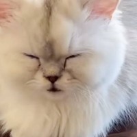 寝起きの子猫→飼い主さんのもとへとやって来ると…『悶絶必至の光景』が864万再生「癒されすぎて泣いた」「可愛いが限界突破してて涙が出た」
